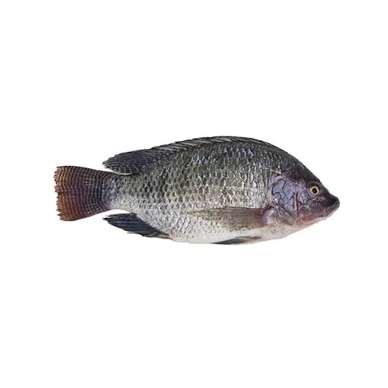 Telapia fish cleaned 500-600g
